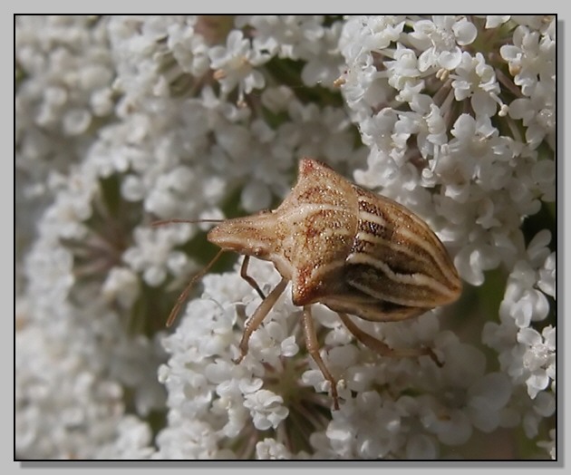 Graphosoma lineatum